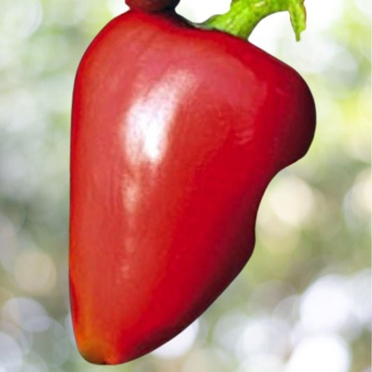 500 Pimento Sweet Pepper Seeds Heirloom NON-GMO Fast Shipping
