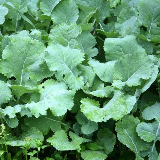 Premier Kale Seeds NON-GMO Early Hanover Cruciferous Vegetable 4000 Seeds Fast Shipping