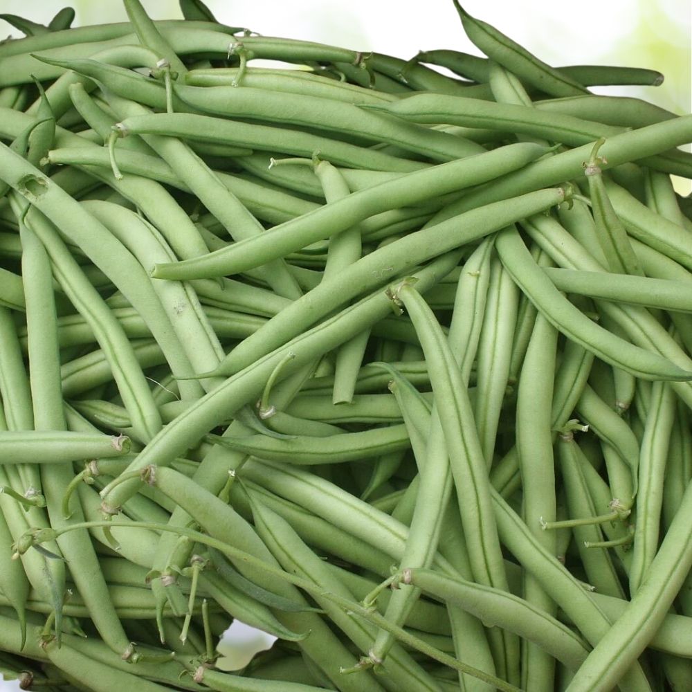 80 Provider Bush Green Bean Seeds, NON-GMO Stringless High Yields Fast Shipping
