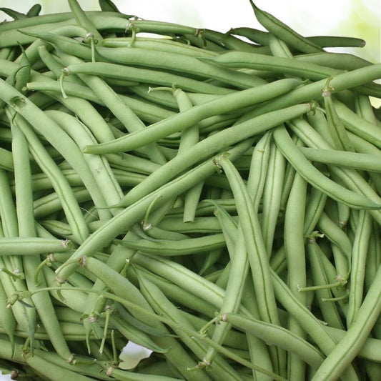 80 Provider Bush Green Bean Seeds, NON-GMO Stringless High Yields Fast Shipping