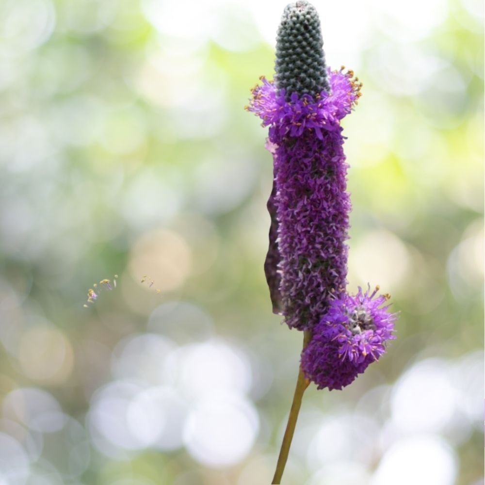 8500 Seeds Purple Prairie Clover Attracts Pollinators Fast Shipping