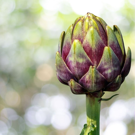 150 Purple Romagna Artichoke Seeds, Carciofo di Romagna, NON-GMO, Fast Shipping