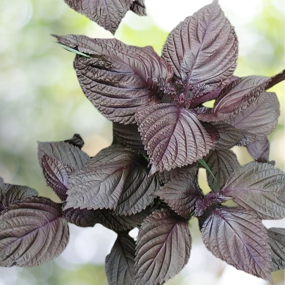 2500 Purple Shiso Seeds - Perilla, Japanese Basil, Red Mint, NON-GMO Fast Shipping