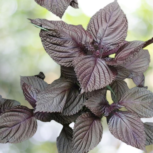 2500 Purple Shiso Seeds - Perilla, Japanese Basil, Red Mint, NON-GMO Fast Shipping