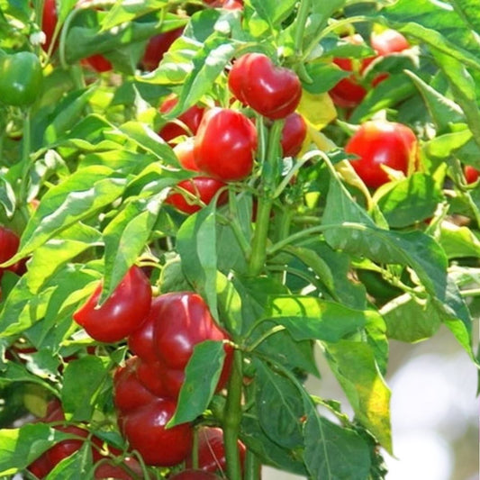 500 Red Cherry Hot Pepper Seeds Heirloom NON-GMO Fast Shipping
