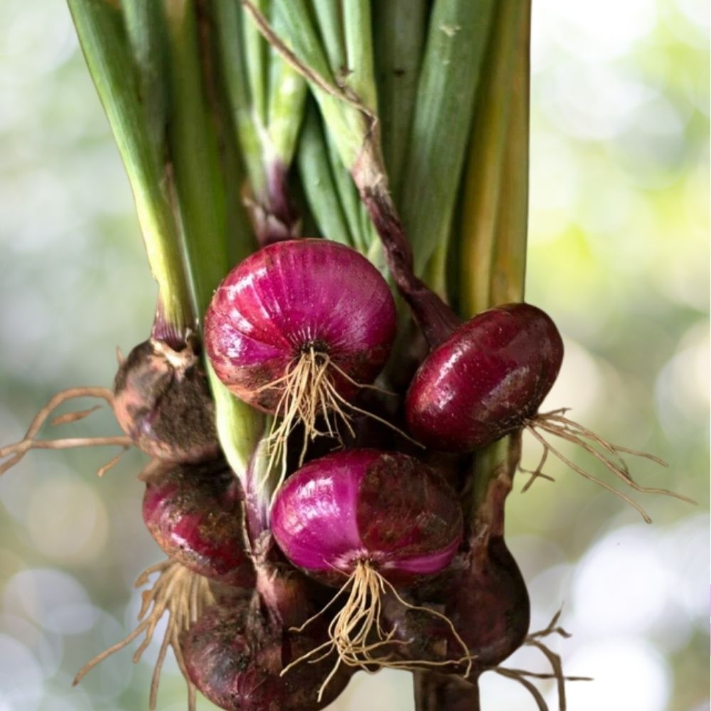 1000 Red Cipollini Onion Seeds, Italian Heirloom, Non-GMO, Fast Shipping