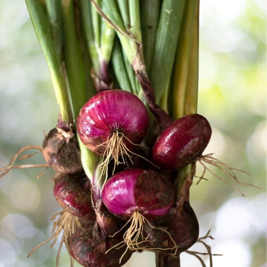 1000 Red Cipollini Onion Seeds, Italian Heirloom, Non-GMO, Fast Shipping