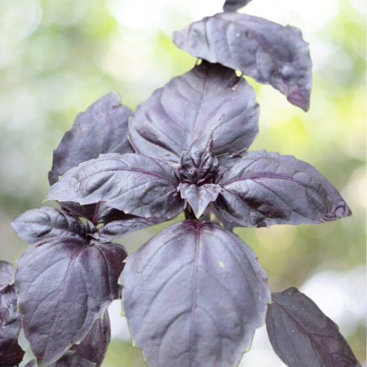 5000 Red Rubin Basil Seeds - Dark Opal Improved Heirloom NON-GMO Fast Shipping