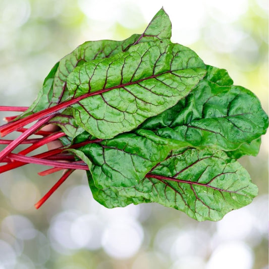 625 Rhubarb Swiss Chard Seeds Bright Red Heirloom NON-GMO Fast Shipping