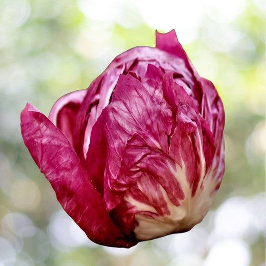 Rossa Di Verona Endive Seeds - Italian Chicory, NON-GMO, 16K Seeds Fast Shipping