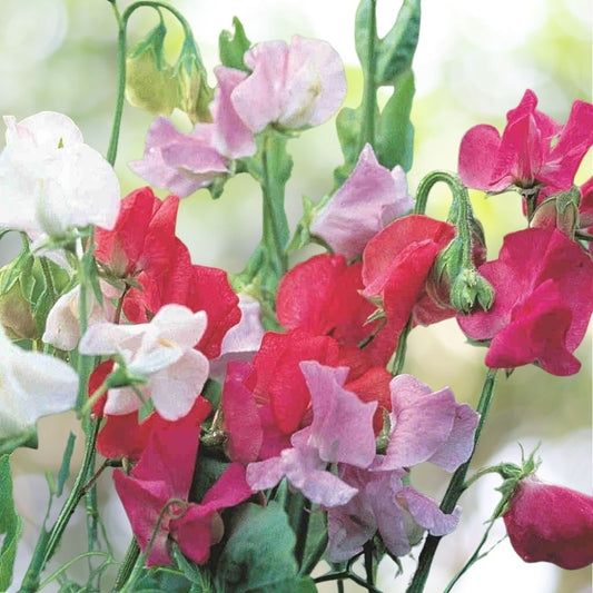 Royal Family Sweet Pea Seeds 200+ Ruffled Blooms Floral Scent Fast Shipping