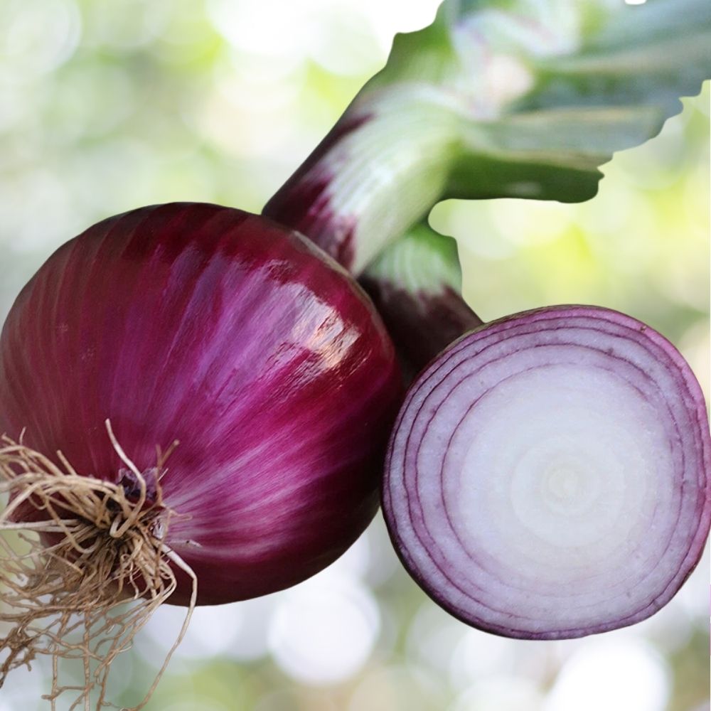 Ruby Red Onion Seeds 4000+ NON-GMO Heirloom Vegetable Garden Fast Shipping