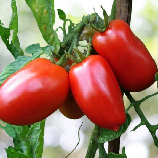 San Marzano Tomato Seeds 1250 Seeds NON-GMO Italian Determinate Fast Shipping