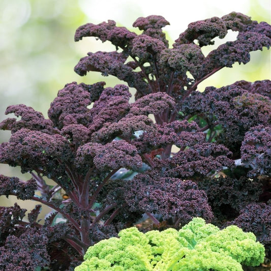 4000 Scarlet Kale Seeds 1/2 oz, Non-GMO Dark Purple Ornamental Edible Fast Shipping