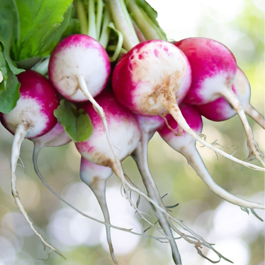 Sparkler WhiteTip Radish Seeds 1250+ NON-GMO Chinese Heirloom Fast Shipping