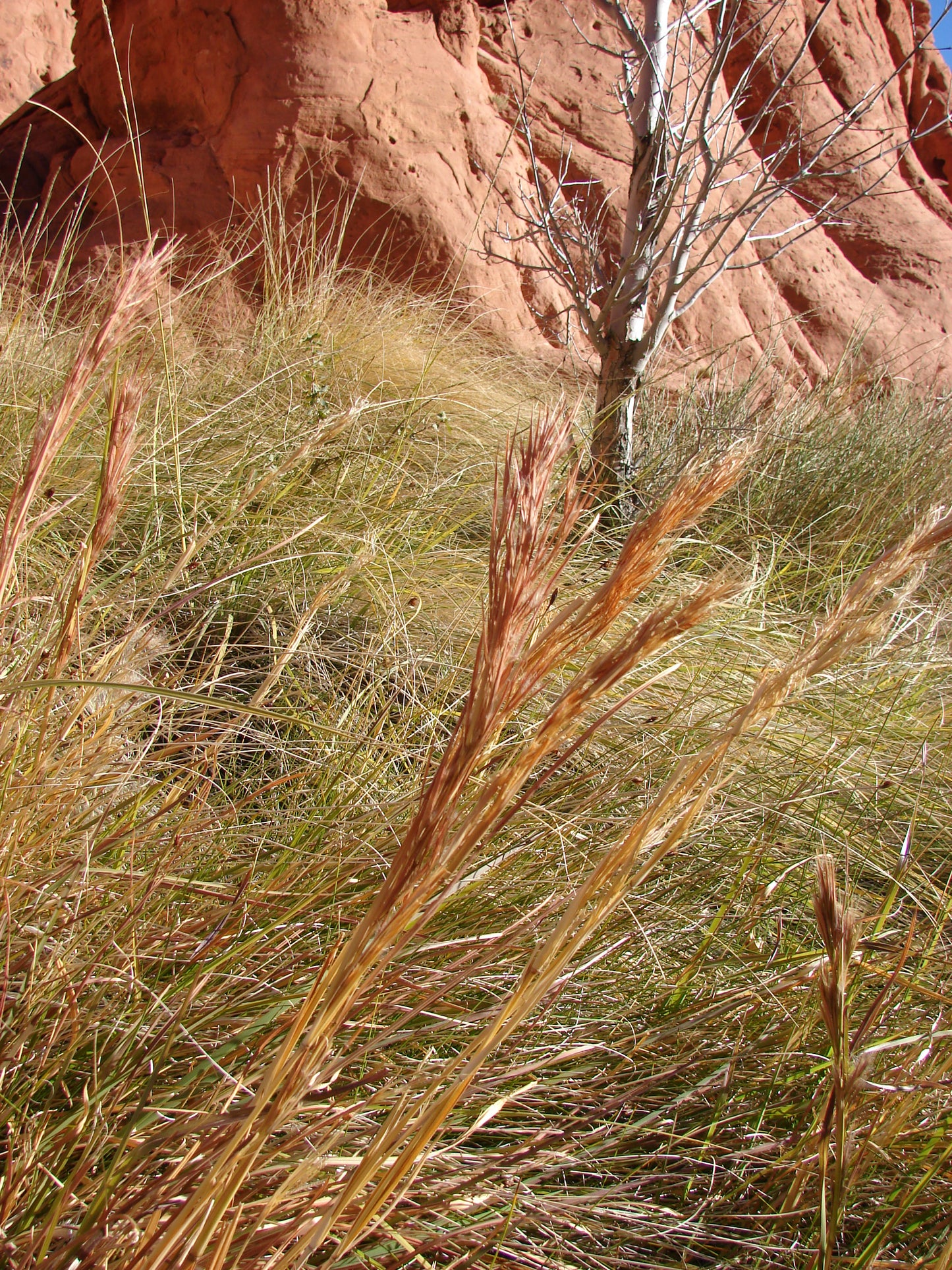 bushy bluestem (Andropogon glomeratus) 100 seeds