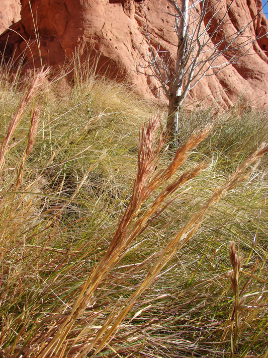bushy bluestem (Andropogon glomeratus) 100 seeds