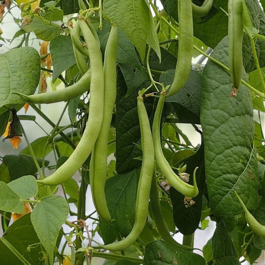80 Strike Bush Green Bean Seeds NON-GMO Heavy Yields Fast Shipping