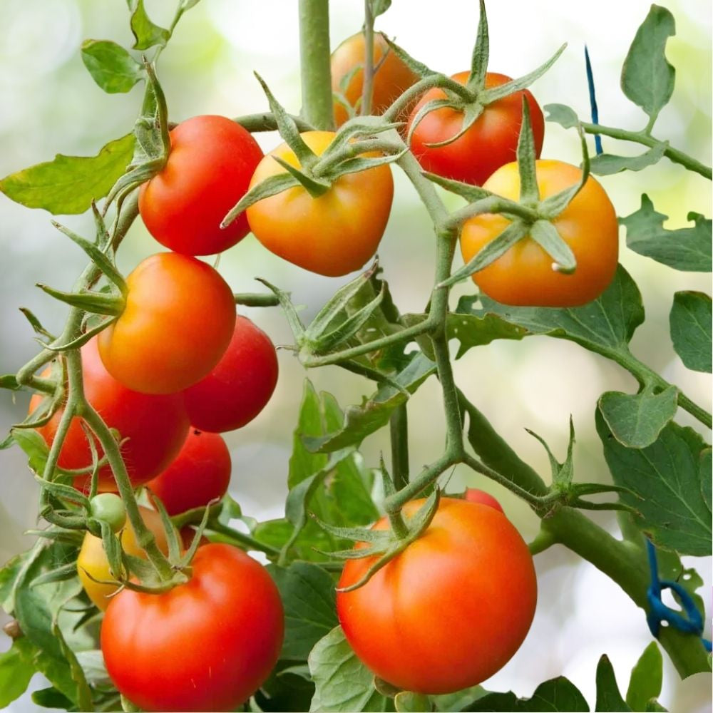 Stupice Tomato Seeds 500 Count, Cold Tolerant Early Heirloom, NON-GMO Fast Shipping