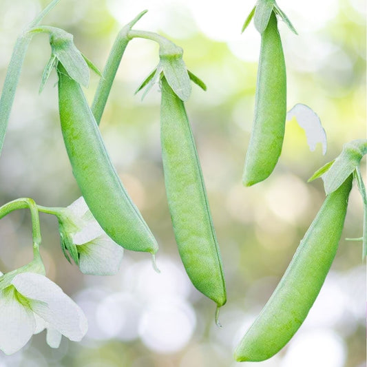 Sugar Ann Snap Pea Seeds 140+ Seeds Heirloom NON-GMO Early Compact Fast Shipping