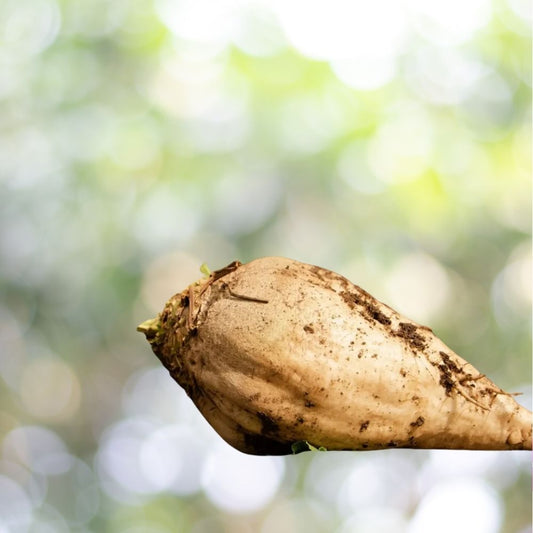 450 Sugar Beet Seeds NON-GMO Fodder Beet Remolacha Betterave Fast Shipping