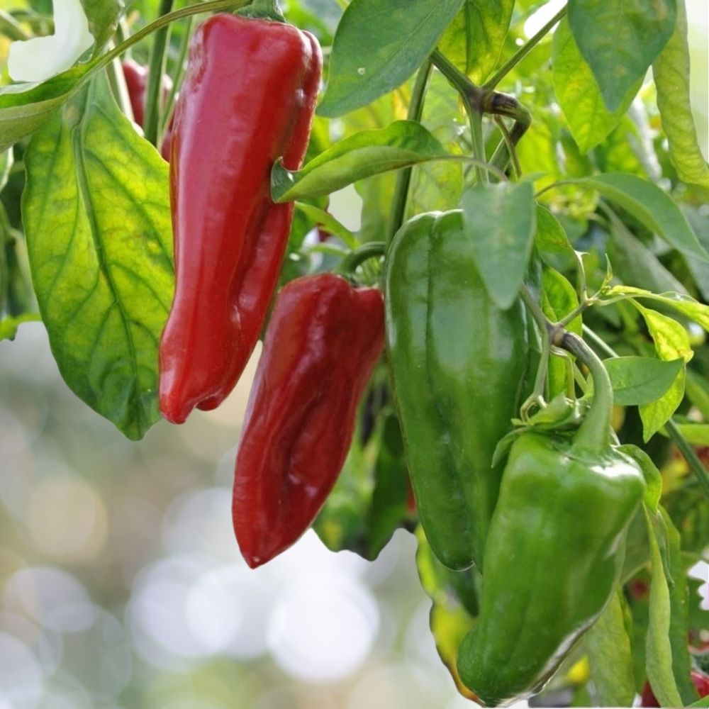 500 Sweet Marconi Rosso Pepper Seeds, Italian Heirloom, NON-GMO, Fast Shipping