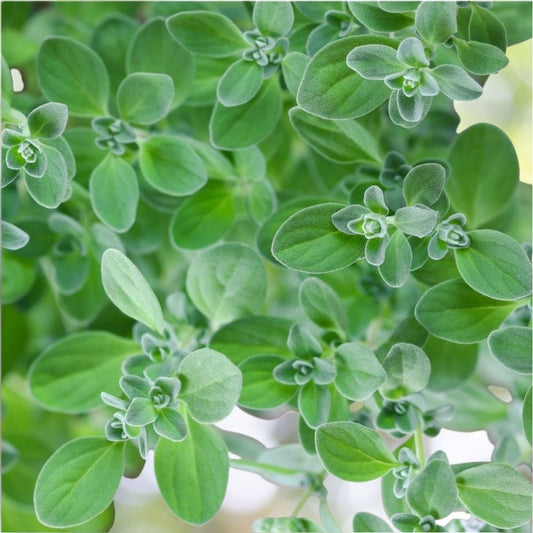 Sweet Marjoram Herb Seeds 30K Seeds 1/4 oz, Majorana, NON-GMO Fast Shipping