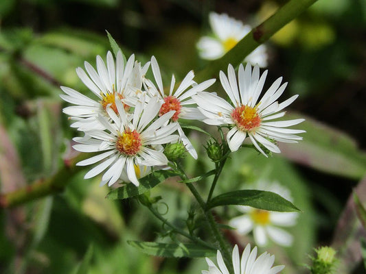 100 Symphyotrichum pilosus Seeds | Heath Aster | Frost Aster | Native Perennial Wildflower | Pollinator-Friendly Garden Plant