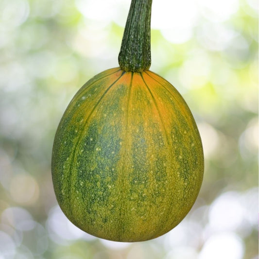 100 Tatume Summer Squash Seeds, Mexican Calabacita, NON-GMO, Fast Shipping