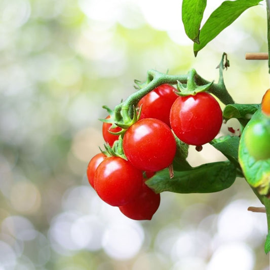 500 Tiny Tim Cherry Tomato Seeds Dwarf Plant NON-GMO Heirloom Fast Shipping