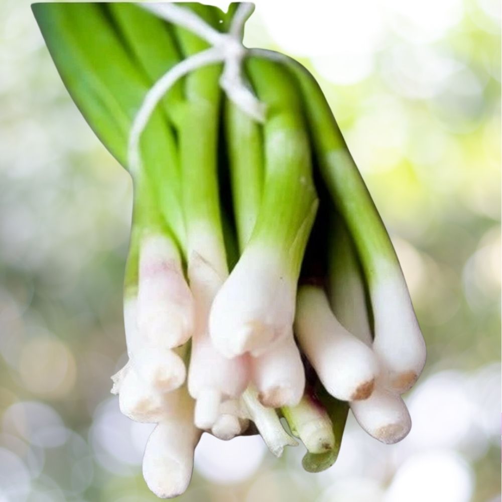 8000 Tokyo Long White Bunching Onion Seeds 1oz, Scallions, Non-GMO Fast Shipping
