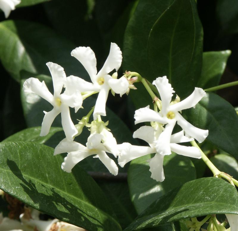 Organic Live Star Jasmine (Trachelospermum jasminoides) Unrooted Cuttings – Fragrant Confederate Jasmine Vine