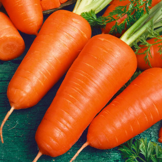 800 Chantenay Red Cored Carrot Seeds Heirloom Sweet Crisp Root Vegetable for Spring or Fall Planting