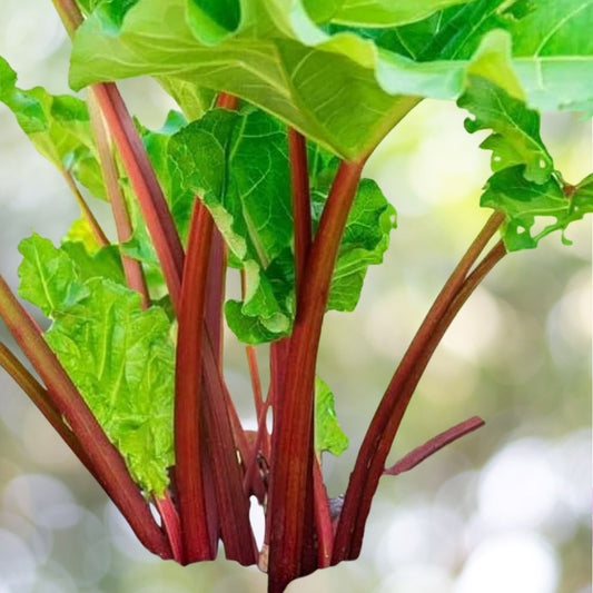 Victoria Rhubarb Seeds 160+ Heirloom NON-GMO Rheum Rhabarbarum Fast Shipping