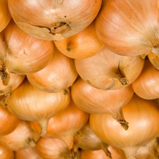 Walla Walla Sweet Onion Seeds 2000+ NON-GMO Overwintering Northern Onion Fast Shipping