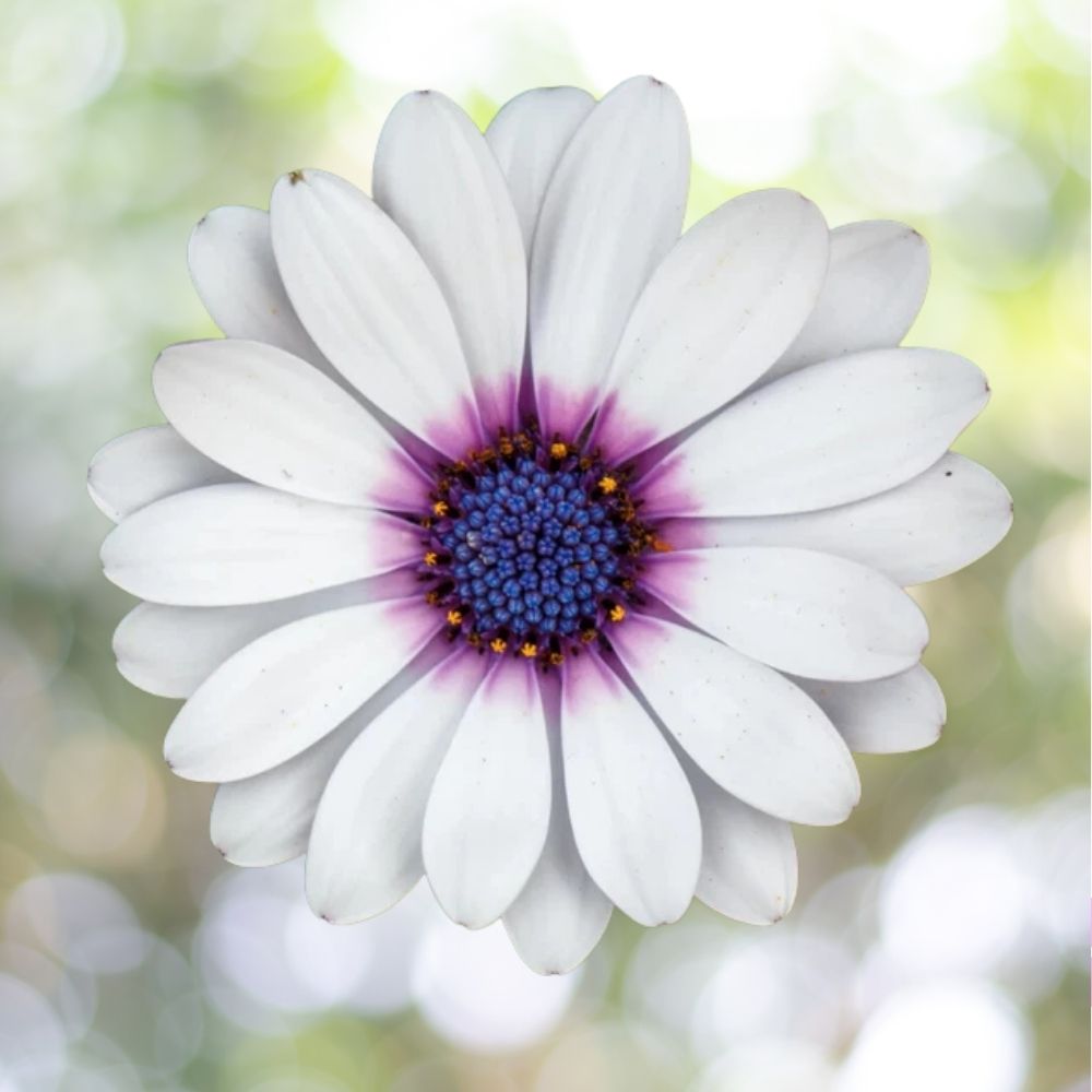 1100 White Cape Daisy Seeds, Trailing African Daisy, Blue-Eyed Daisy Fast Shipping