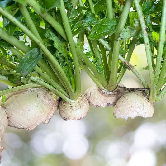 White Egg Turnip Seeds NON-GMO Heirloom 5000 Seeds Fast Shipping