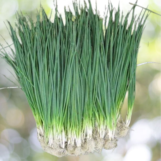 White Lisbon Bunching Onion Seeds 4000+ Scallions Heirloom NON-GMO Fast Shipping