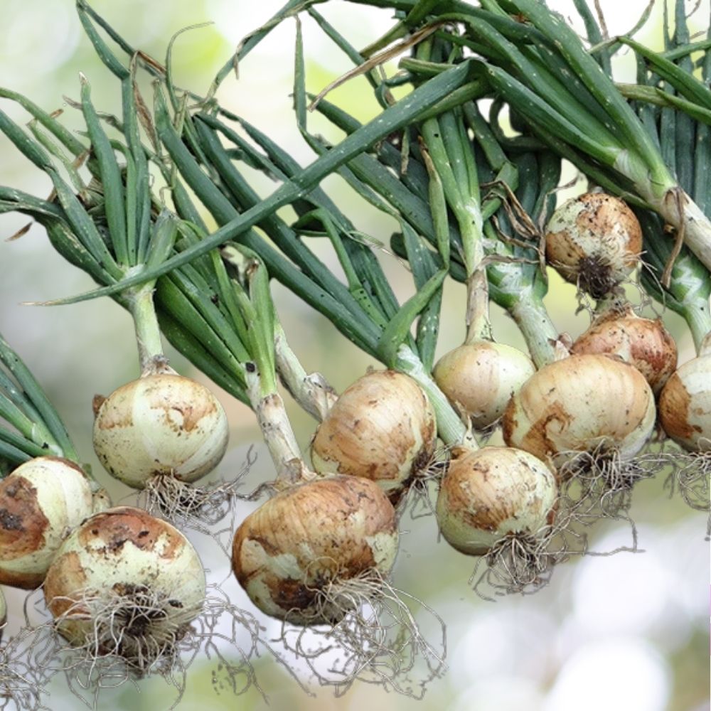 8000 White Sweet Spanish Onion Seeds 1oz NON-GMO Heirloom Fast Shipping