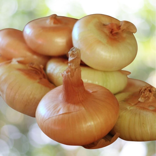 4000 Seeds Yellow Cipollini Onion NON-GMO Italian Cipollini Giallo Fast Shipping