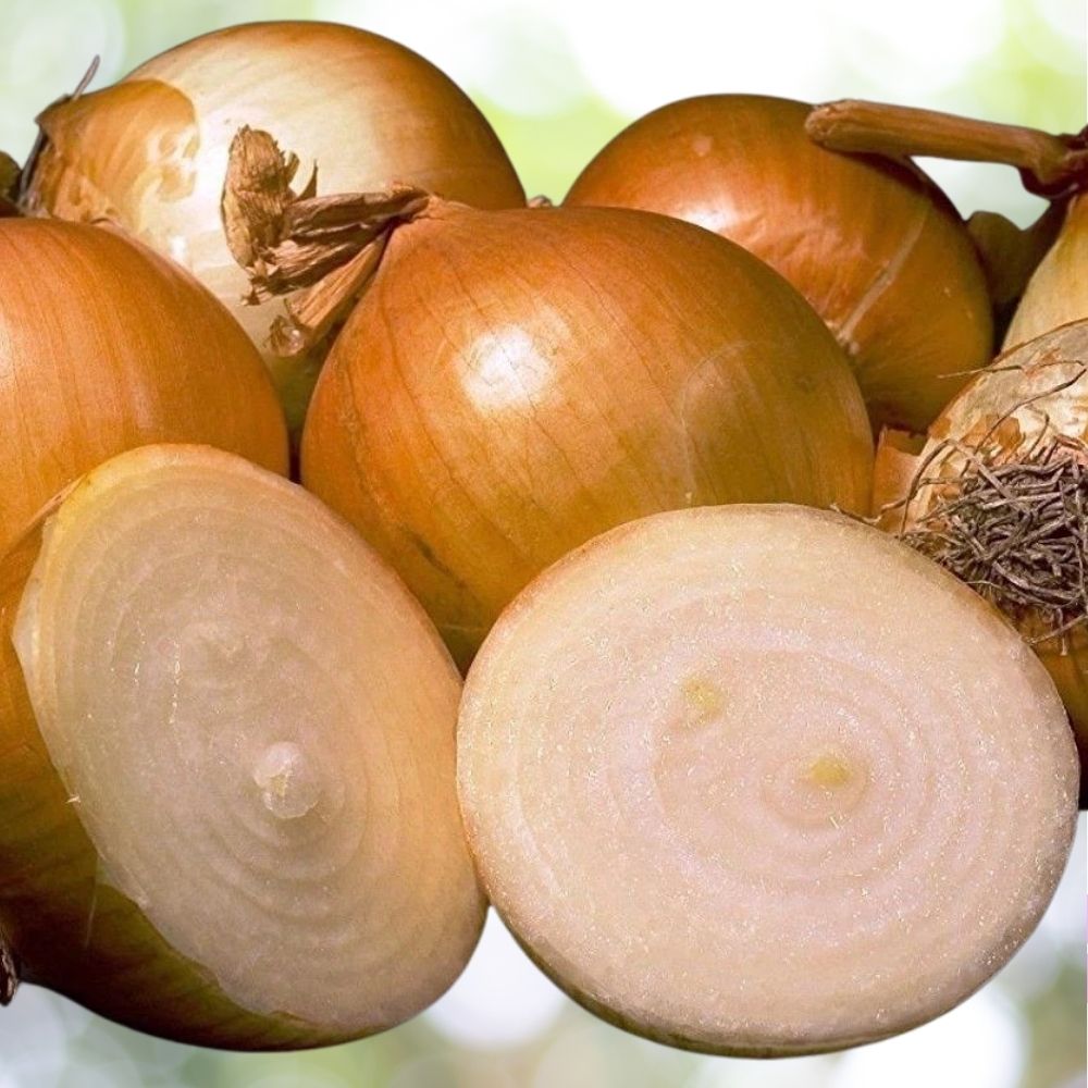 8000 Yellow Sweet Spanish Onion Seeds NON-GMO 1oz Bulk Garden Seeds Fast Shipping