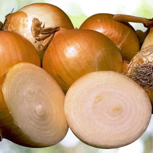 8000 Yellow Sweet Spanish Onion Seeds NON-GMO 1oz Bulk Garden Seeds Fast Shipping