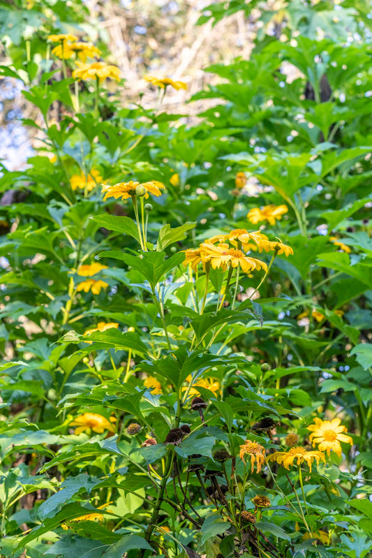 15 Mexican Sunflower Cuttings | Tithonia diversifolia | Unrooted Flowering Stems | Yellow-Orange Blooms for Pollinators & Landscaping