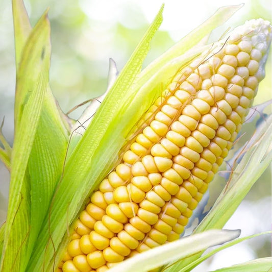 1200+ Truckers Favorite Corn Seeds | NON-GMO Heirloom Sweet Corn | Open Pollinated