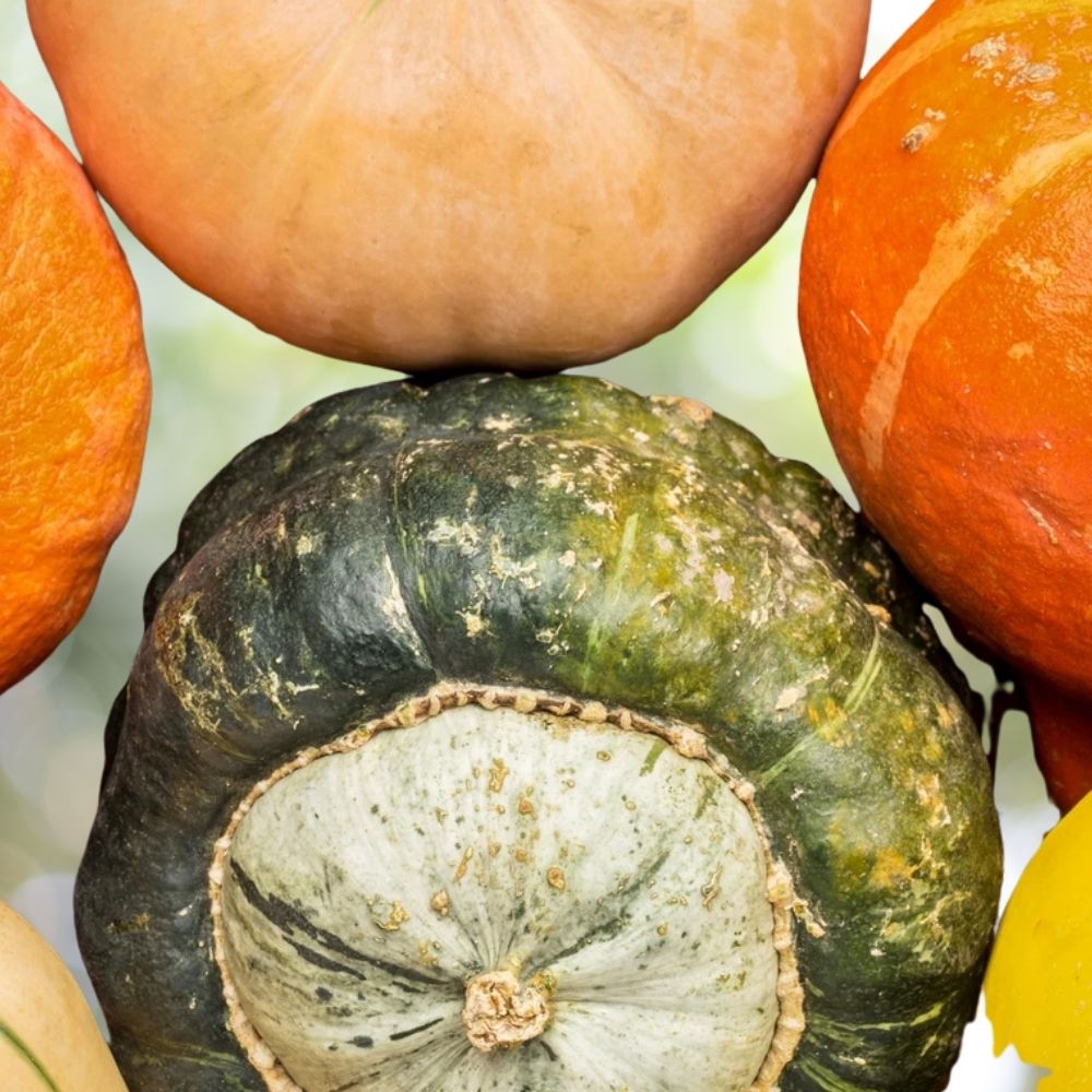 60 Burgess Buttercup Winter Squash Seeds | Non-GMO Heirloom Organic