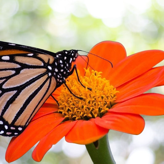 200 Mexican Torch Sunflower Seeds, Tithonia rotundifolia, Vibrant Orange Blooms