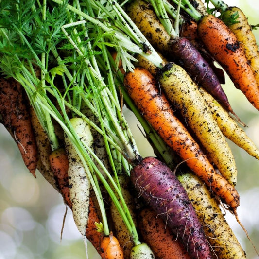 1500 Rainbow Carrot Seeds | Non-GMO Heirloom Organic Vegetable Garden