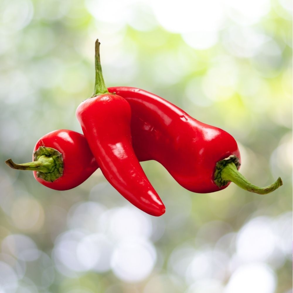 500 Fresno Hot Pepper Seeds | Non-GMO Heirloom | Fast Shipping