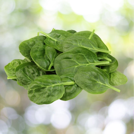 1000+ Giant Noble Spinach Seeds | Non-GMO Heirloom Vegetable | Fast Growing