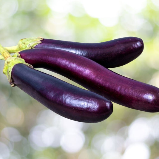 1000 Eggplant Seeds Long Purple Asian | Non-GMO